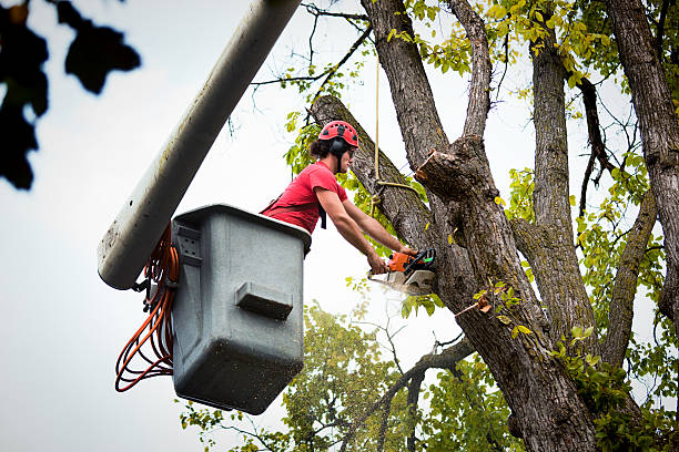 Best Fruit Tree Pruning  in Elk Plain, WA